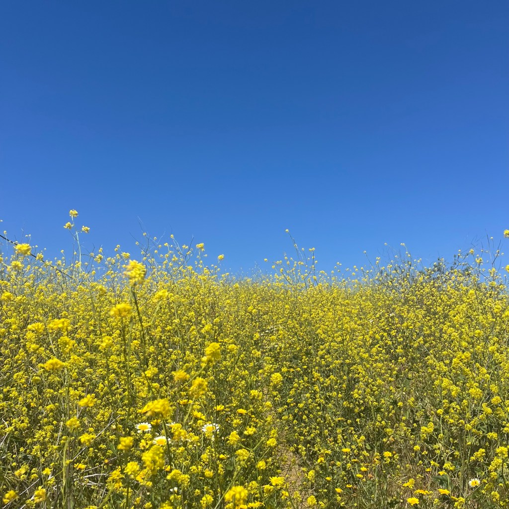 The Forest Fights Back: A Movie&nbsp;Blitz