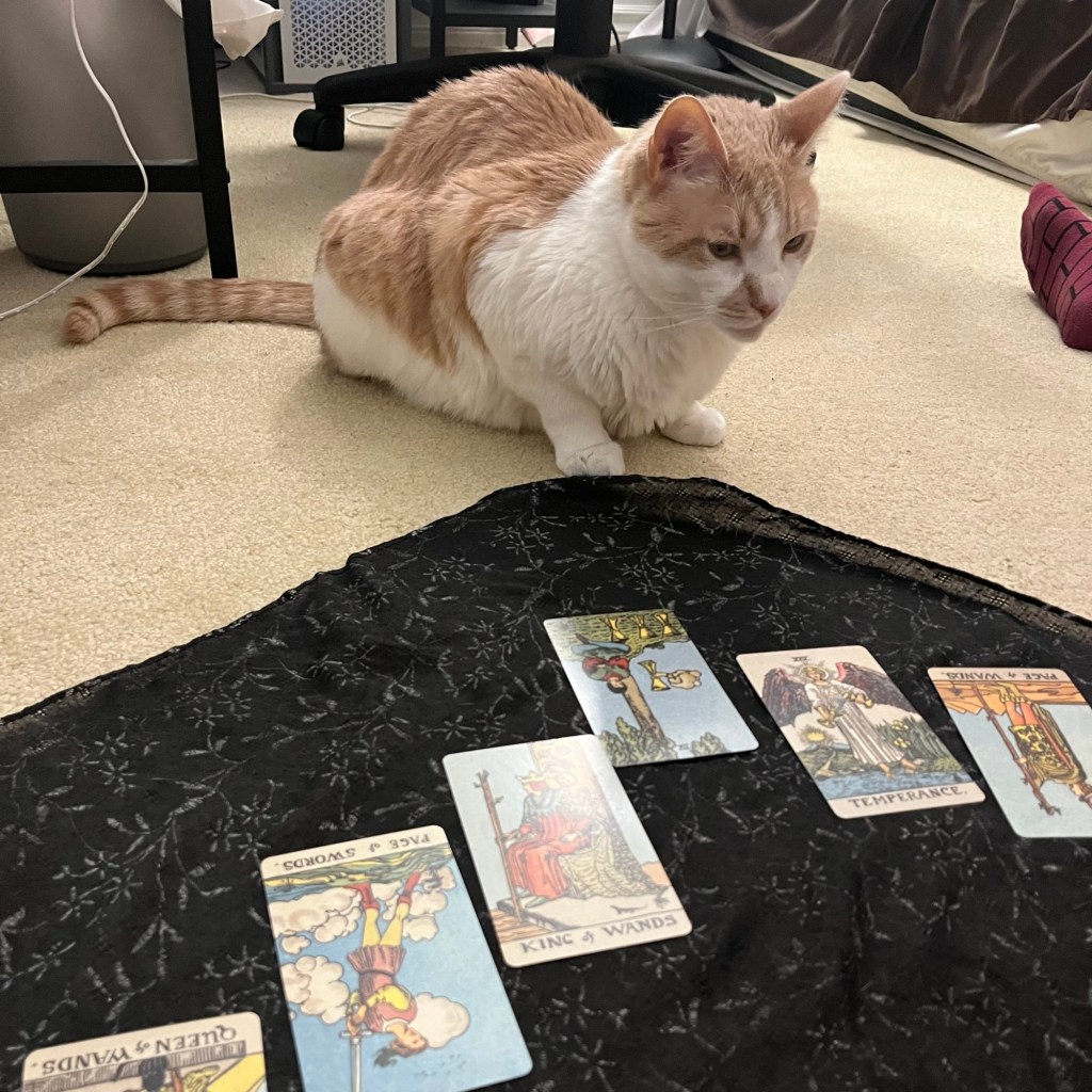 In Transit 1 – frog in the&nbsp;pot